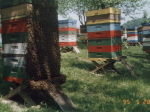 MIODOLAND stupii polonezi ai unei albine regine care depun miere Polonia 03
