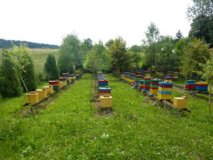 MIODOLAND stupii polonezi ai unei albine regine care depun miere Polonia 05
