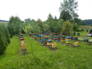 MIODOLAND stupii polonezi ai unei albine regine care depun miere Polonia 06