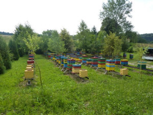 MIODOLAND stupii polonezi ai unei albine regine care depun miere Polonia 07