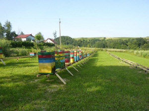 MIODOLAND stupii polonezi ai unei albine regine care depun miere Polonia 13